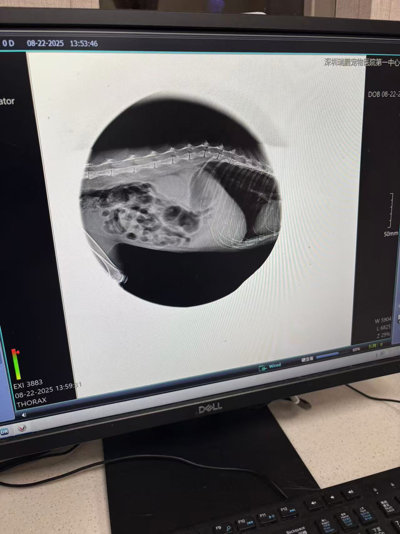 CGV-DR07 Portable Handheld Veterinary X-ray System image 3